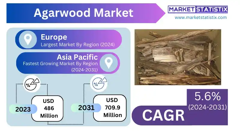 Agarwood trees in a plantation, sustainably grown for the market.